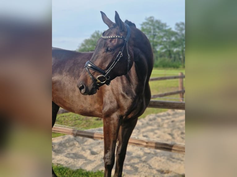KWPN Caballo castrado 4 años 170 cm Morcillo in Denekamp