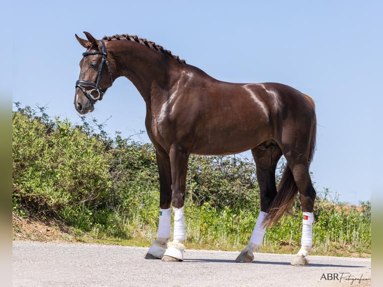 KWPN Caballo castrado 4 años 170 cm Morcillo in Aveiro