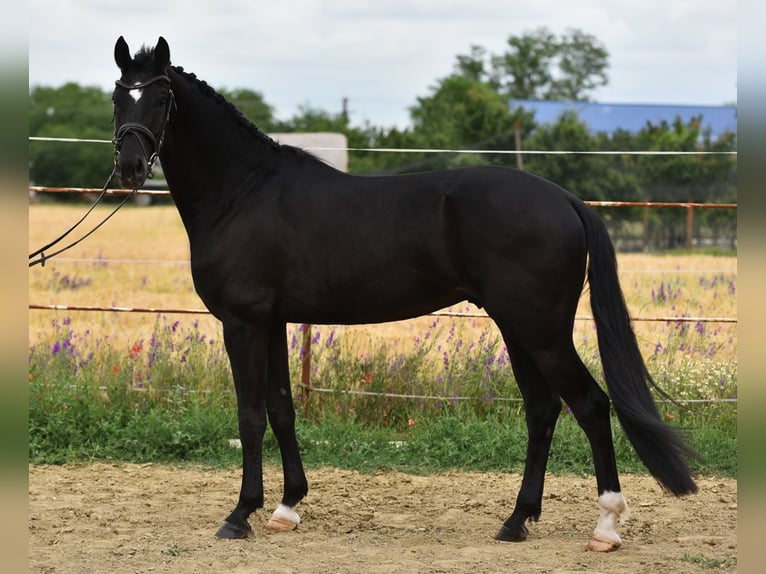 KWPN Caballo castrado 4 años 170 cm Negro in Balatonfüred