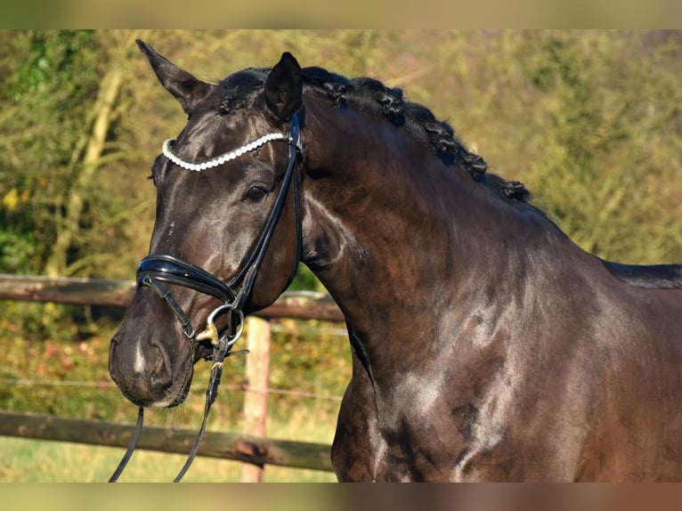 KWPN Caballo castrado 4 años 170 cm Negro in Neuss