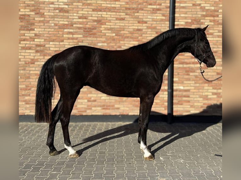 KWPN Caballo castrado 4 años 170 cm Negro in Kecskemet