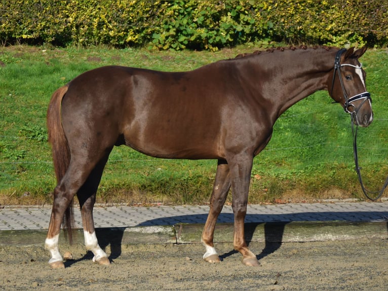 KWPN Caballo castrado 4 años 171 cm Alazán-tostado in Fürstenau