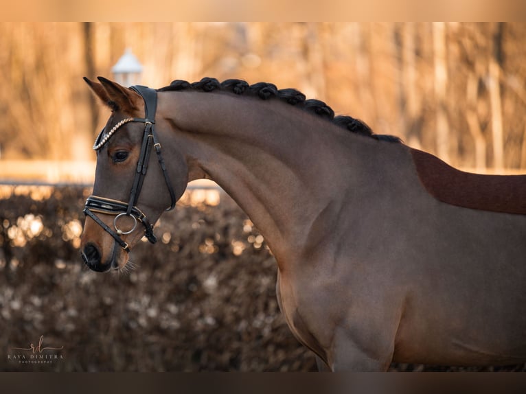 KWPN Caballo castrado 4 años 171 cm Castaño in Wehringen