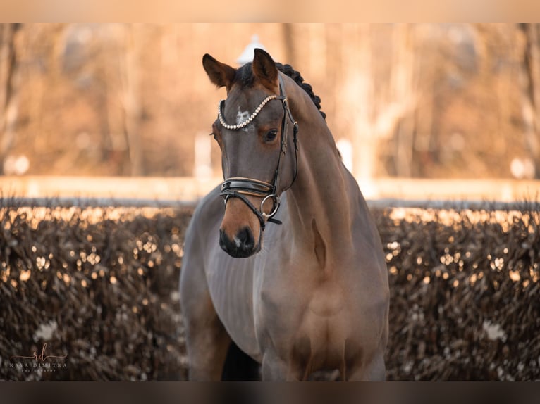 KWPN Caballo castrado 4 años 171 cm Castaño in Wehringen