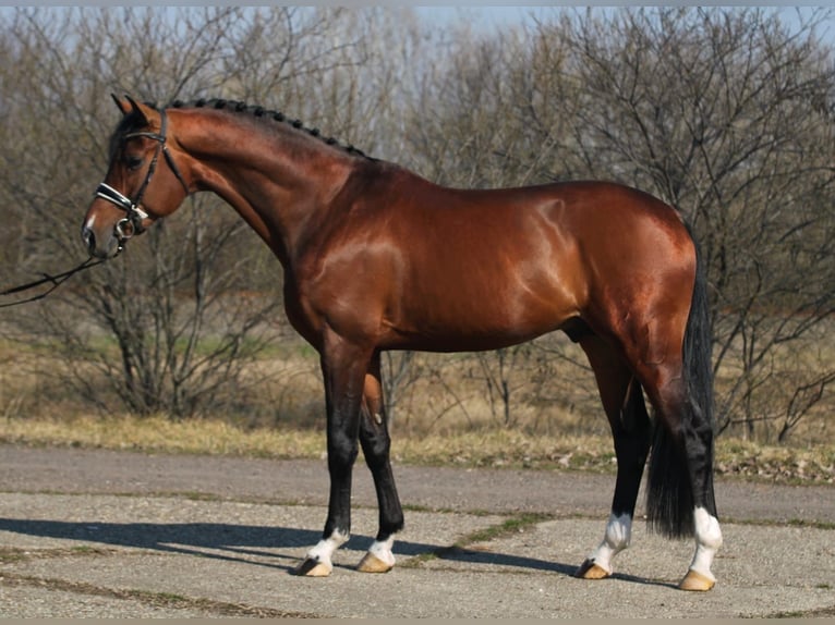 KWPN Caballo castrado 4 años 171 cm Castaño in Hamburg