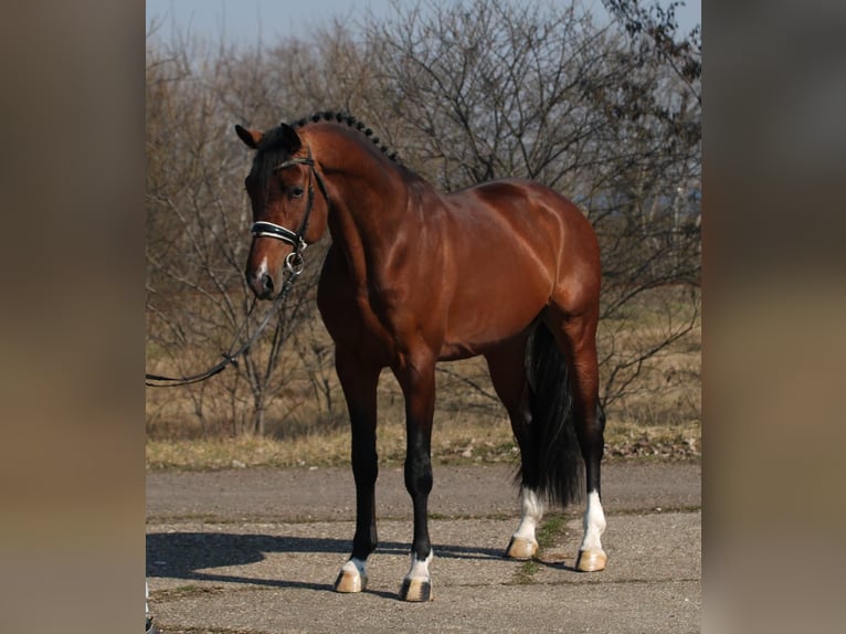 KWPN Caballo castrado 4 años 171 cm Castaño in Hamburg