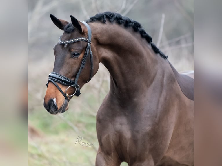KWPN Caballo castrado 4 años 171 cm Castaño claro in Peer