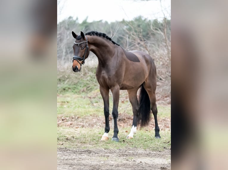 KWPN Caballo castrado 4 años 171 cm Castaño claro in Peer