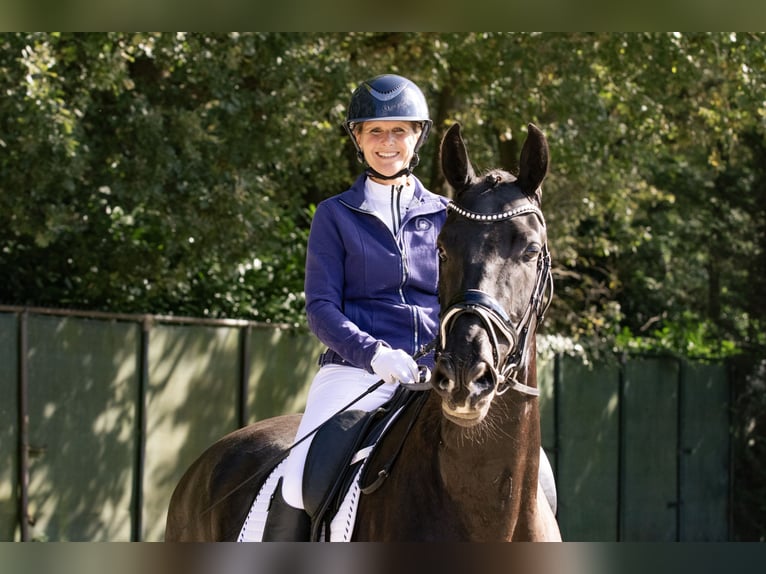 KWPN Caballo castrado 4 años 171 cm Negro in Bergen op Zoom