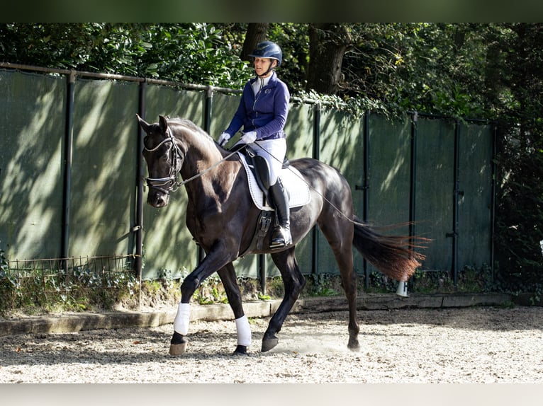 KWPN Caballo castrado 4 años 171 cm Negro in Bergen op Zoom