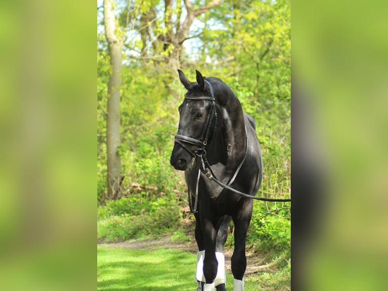 KWPN Caballo castrado 4 años 171 cm Negro in Bergen op Zoom