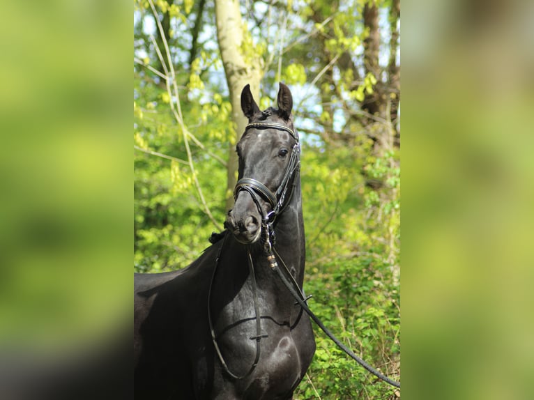 KWPN Caballo castrado 4 años 171 cm Negro in Bergen op Zoom