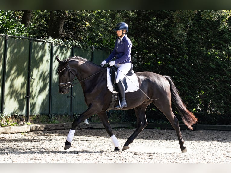 KWPN Caballo castrado 4 años 171 cm Negro in Bergen op Zoom