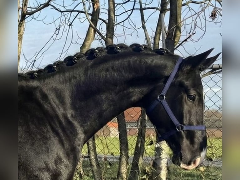 KWPN Caballo castrado 4 años 171 cm Negro in Újszász