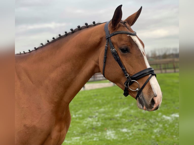 KWPN Caballo castrado 4 años 172 cm Alazán in GROTE-BROGEL