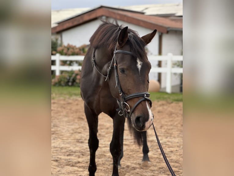 KWPN Caballo castrado 4 años 172 cm Castaño in Bamberg