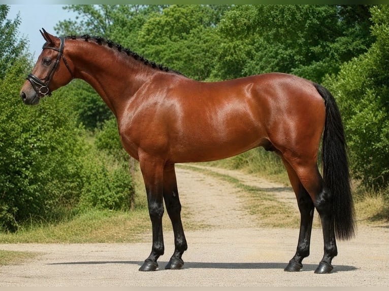 KWPN Caballo castrado 4 años 172 cm Castaño in Gyomaendrőd