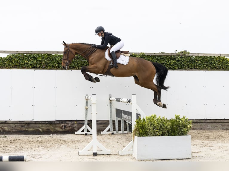 KWPN Caballo castrado 4 años 172 cm Castaño in Waddinxveen