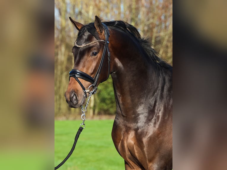 KWPN Caballo castrado 4 años 172 cm Castaño oscuro in Ratingen