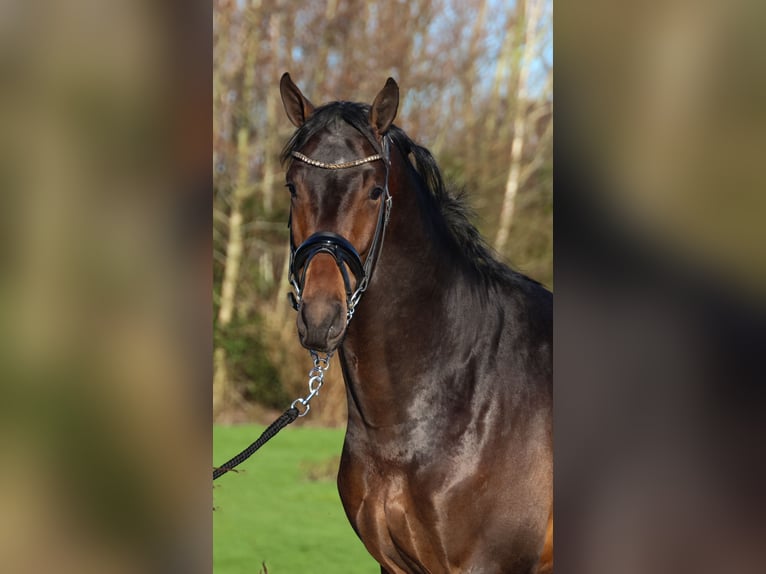 KWPN Caballo castrado 4 años 172 cm Castaño oscuro in Ratingen