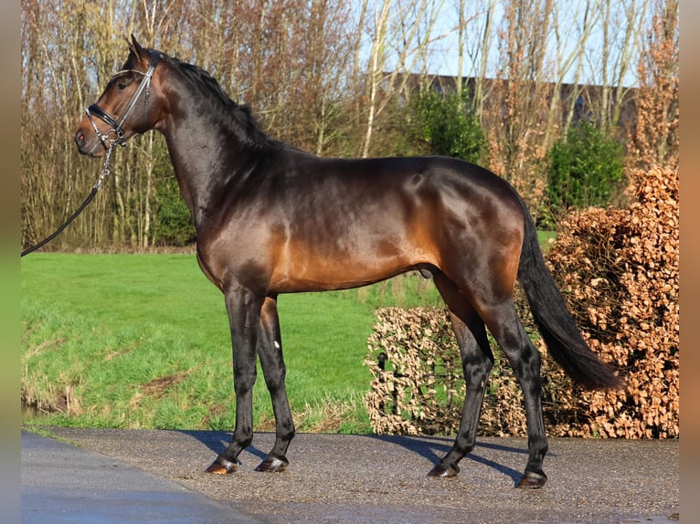 KWPN Caballo castrado 4 años 172 cm Castaño oscuro in Ratingen