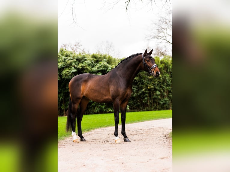 KWPN Caballo castrado 4 años 172 cm Castaño oscuro in Vlaardingen