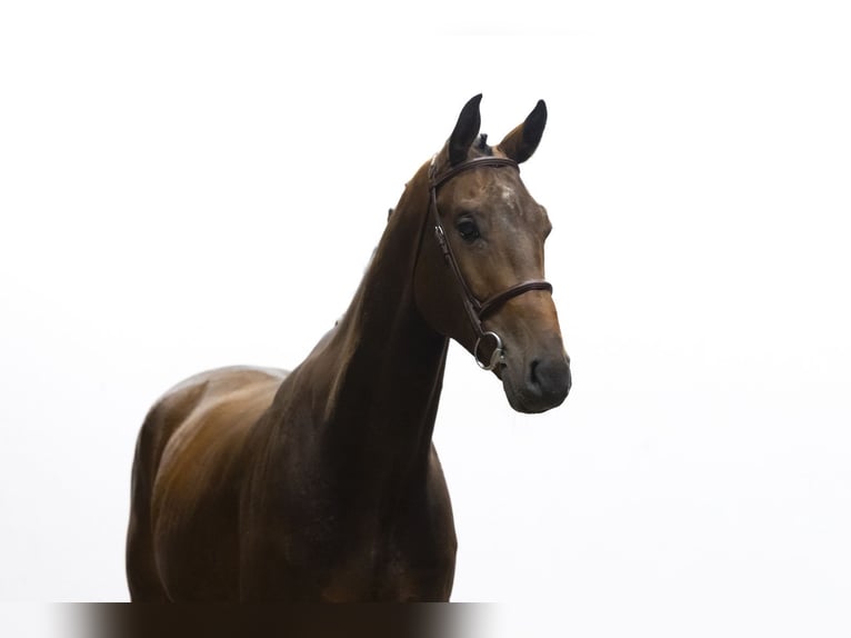 KWPN Caballo castrado 4 años 172 cm Castaño oscuro in Waddinxveen
