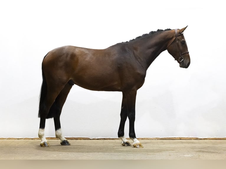 KWPN Caballo castrado 4 años 172 cm Castaño oscuro in Waddinxveen