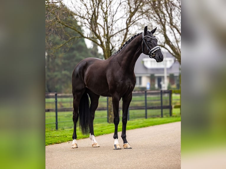 KWPN Caballo castrado 4 años 172 cm Negro in Dreumel