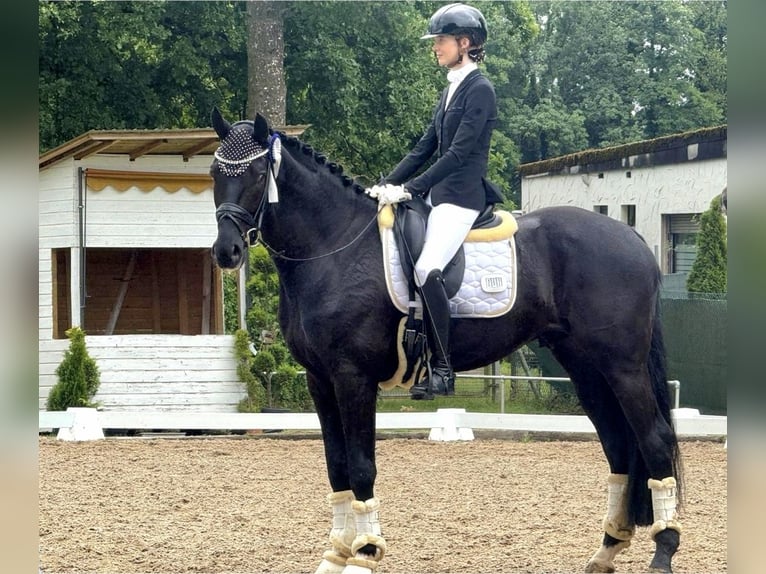 KWPN Caballo castrado 4 años 172 cm Negro in Neuss