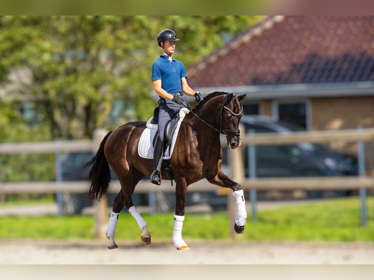 KWPN Caballo castrado 4 años 172 cm Negro in Yerseke