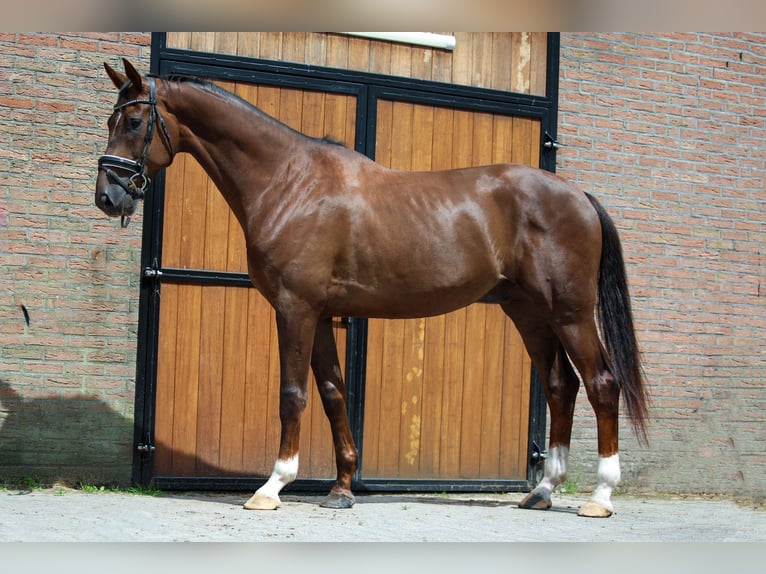 KWPN Caballo castrado 4 años 173 cm Alazán-tostado in Elim