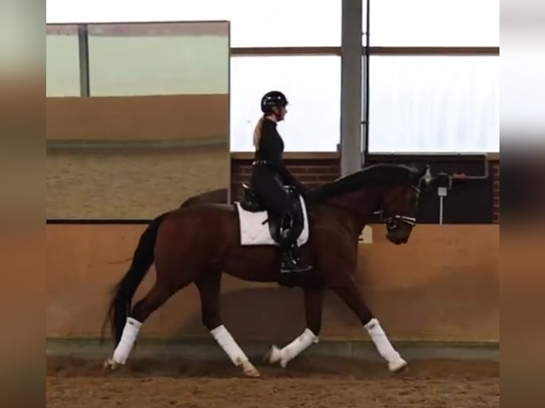 KWPN Caballo castrado 4 años 173 cm Castaño in Krefeld