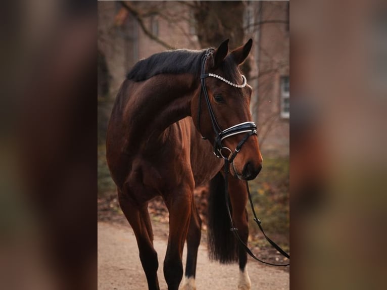 KWPN Caballo castrado 4 años 173 cm Castaño in Krefeld