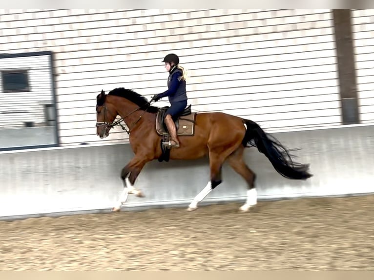 KWPN Caballo castrado 4 años 173 cm Castaño in Dreieich