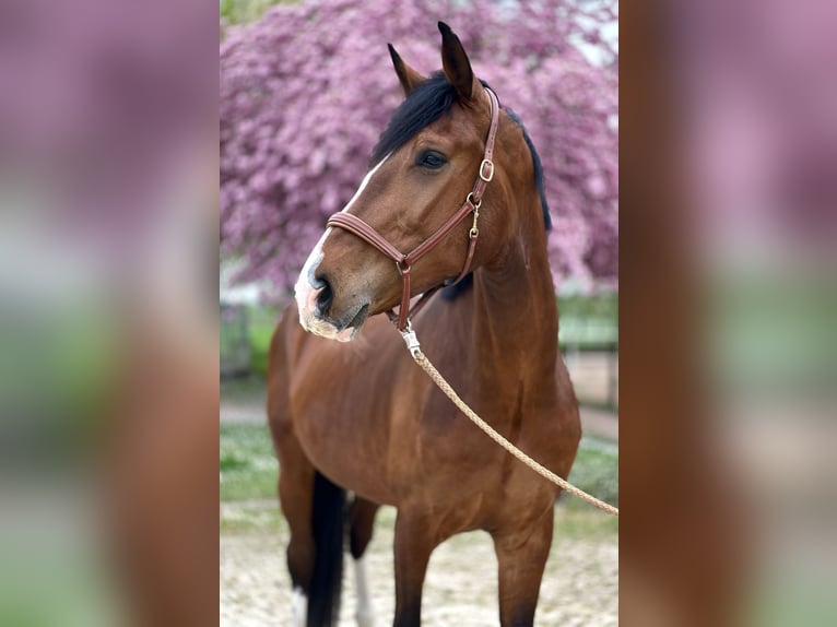KWPN Caballo castrado 4 años 173 cm Castaño in Dreieich