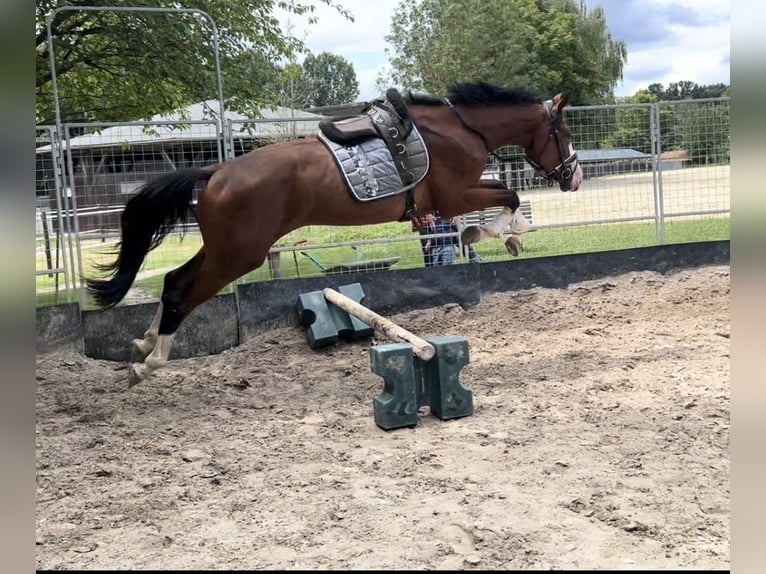 KWPN Caballo castrado 4 años 173 cm Castaño in Dreieich