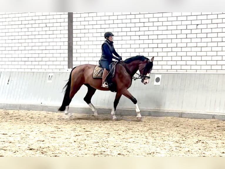 KWPN Caballo castrado 4 años 173 cm Castaño in Dreieich