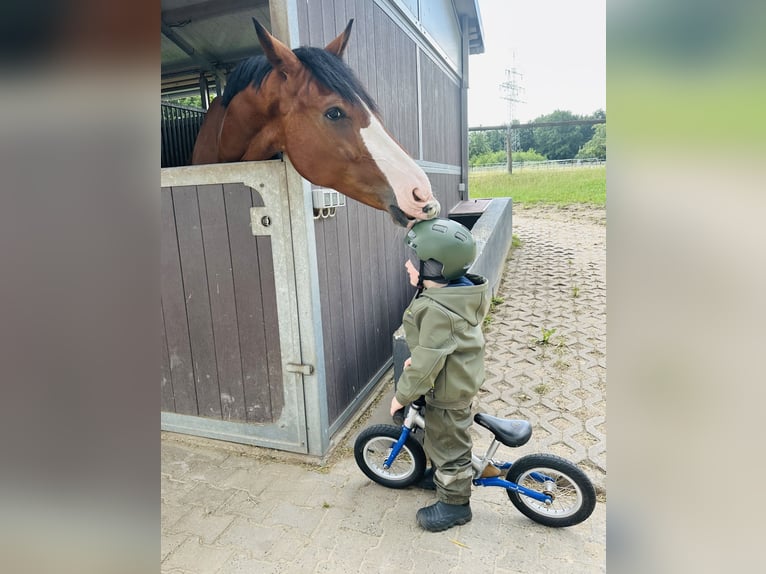 KWPN Caballo castrado 4 años 173 cm Castaño in Dreieich
