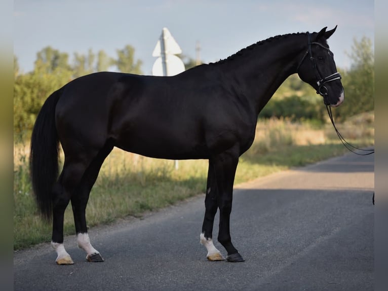 KWPN Caballo castrado 4 años 173 cm Negro in Balatonfüred