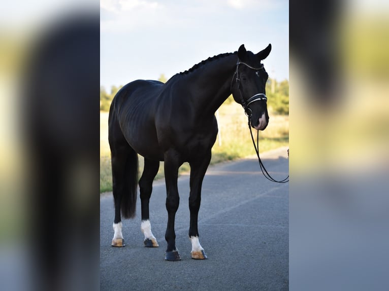 KWPN Caballo castrado 4 años 173 cm Negro in Balatonfüred