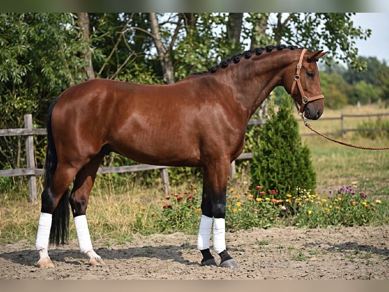 KWPN Caballo castrado 4 años 174 cm Castaño in Békéscsaba