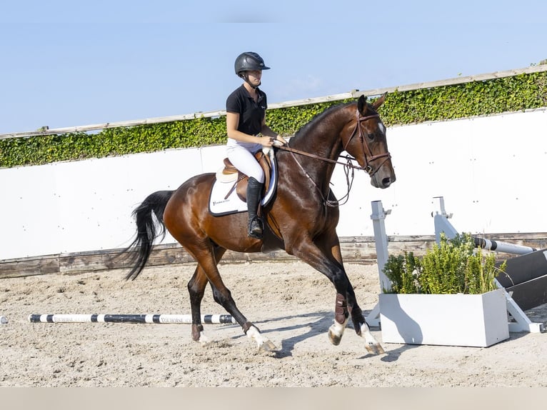 KWPN Caballo castrado 4 años 174 cm Castaño in Waddinxveen