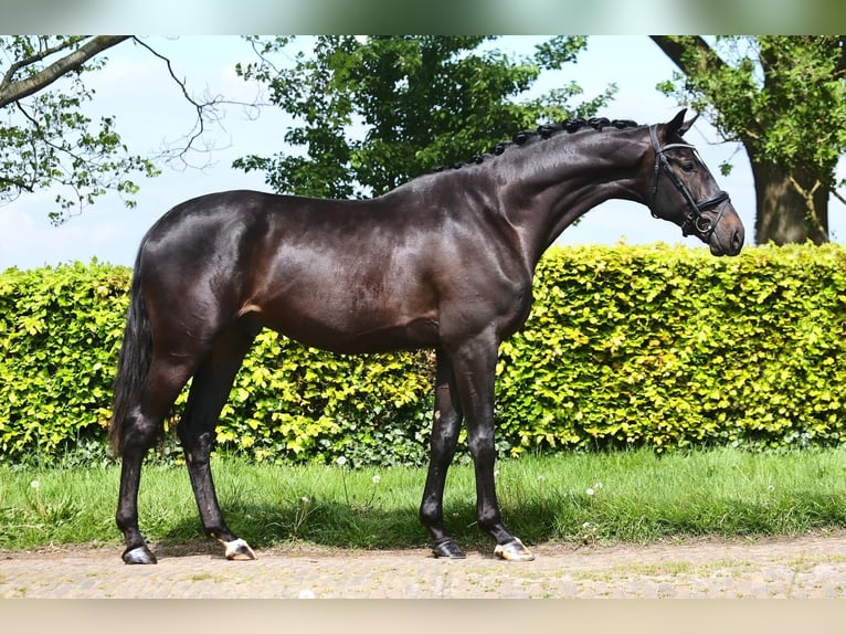 KWPN Caballo castrado 4 años 174 cm Morcillo in Fürstenau