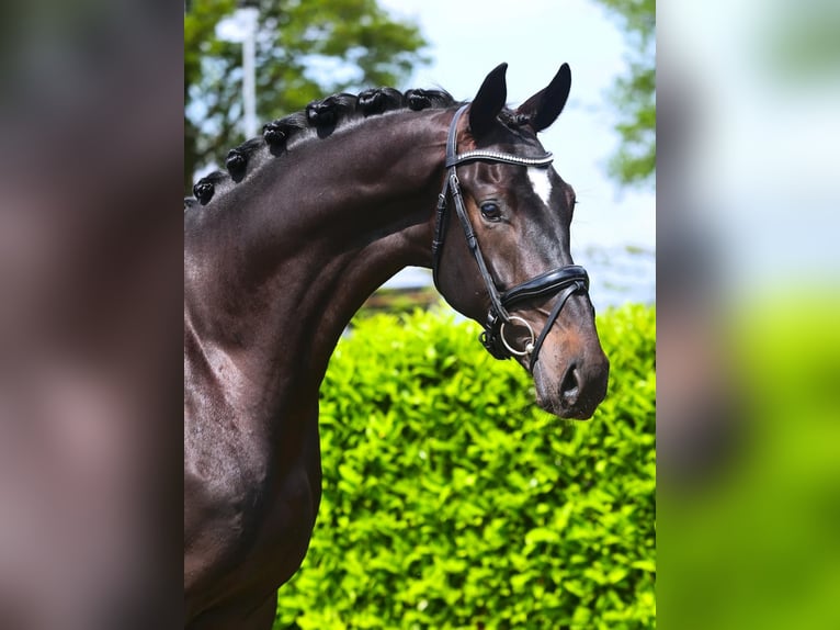 KWPN Caballo castrado 4 años 174 cm Morcillo in Fürstenau