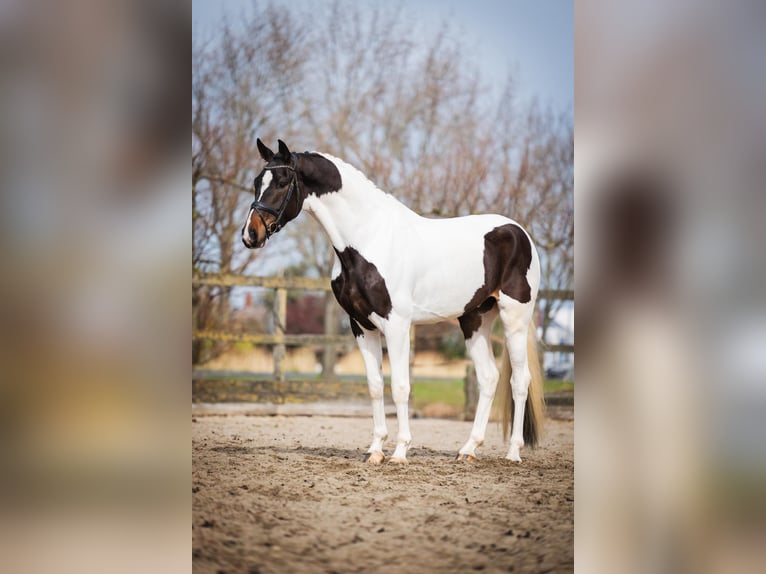 KWPN Caballo castrado 4 años 174 cm Tobiano-todas las-capas in Poeldijk
