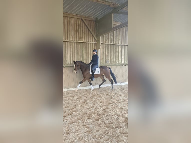 KWPN Caballo castrado 4 años 175 cm Castaño in Bosc Guérard saint Adrien