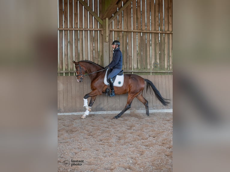 KWPN Caballo castrado 4 años 175 cm Castaño in Bosc Guérard saint Adrien