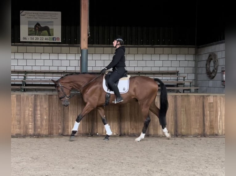 KWPN Caballo castrado 4 años 175 cm Castaño in Oud Gastel