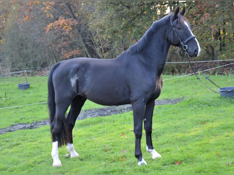 KWPN Caballo castrado 4 años 175 cm Negro in Doornspijk